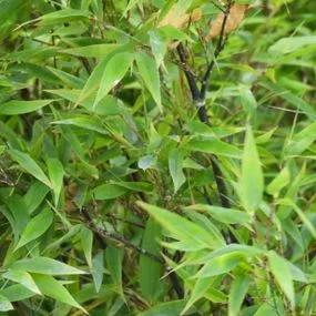 Black Bamboo (Phyllostachys nigra) Img 3